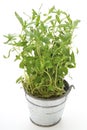 Potted winter savory Royalty Free Stock Photo