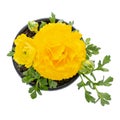 Potted yellow ranunculus Ranunculaceae flower isolated on white. Flowering plants for your garden. Gardening concept. Top view Royalty Free Stock Photo