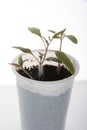 Potted young tomatoe plants on white