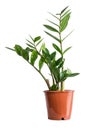 Potted zamioculcas isolated on white background.