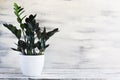 Potted ZZ Zamioculcas Dowon Plant on White Table