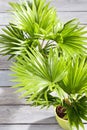 Potter palm tree on wooden floor