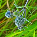 Potter wasp on blue thistle flowers Royalty Free Stock Photo