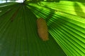 A Potter wasp nest on the surface of a large Ruffled Fan Palm leaf