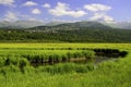 Potters marsh in Alaska