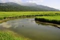 Potters marsh in Alaska