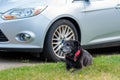 POTTERVILLE, MI - JUNE 23, 2020:Senior Black Dog Resting Beside Car. Royalty Free Stock Photo