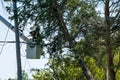 Potterville, MI - September 9, 2023: An arborist prunes trees close to power lines