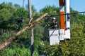 Potterville, MI - September 9, 2023: An arborist prunes trees with using an undercut close to power lines.