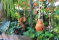 Pottery is a bell shape hanging. Earthenware garden decoration Royalty Free Stock Photo