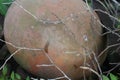 Pottery in the countryside. An old water jar is placed. Royalty Free Stock Photo