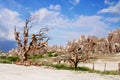 Pottery is hanging on a tree on the roadside in Goreme. Cappadocia Royalty Free Stock Photo