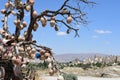 Cappadocia in Turkey Royalty Free Stock Photo