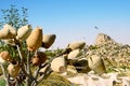 Pottery tree in front of Uchisar Castle in Cappadocia, Turkey Royalty Free Stock Photo