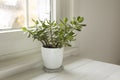 Pottet plant Crassula ovata, jade plant at home. House plant in pot on window sill with lush green leaves. Succulent in home Royalty Free Stock Photo