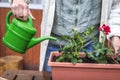 Potting freshly planted geranium plant in flower pot