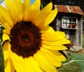 The Potting Shed Royalty Free Stock Photo