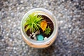 a potting soil in a plant terrarium shown from a high angle