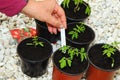 Potting up tomato seedlings.