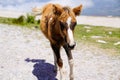 Pottok  horse wild foal at the top of La Rhune mountain Royalty Free Stock Photo