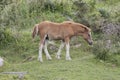 Pottoka foal exploring among shrubs. Royalty Free Stock Photo