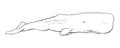 Hand-drawn illustration of a Sperm Whale Physeter macrocephalus Royalty Free Stock Photo