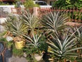 Potty ananas comosus pineapple houseplant Royalty Free Stock Photo
