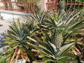 Potty ananas comosus pineapple houseplant Royalty Free Stock Photo