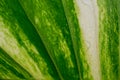 Potus (Epipremnum aureum) leaf colored details. Royalty Free Stock Photo