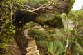 Pouakai track through native forest, Mt. Taranaki, New Zealand Royalty Free Stock Photo