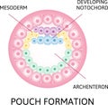 Pouch formation, notochord, archenteron stage. the process of nerulation. Human embryonic development. Vector illustration