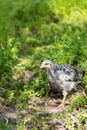 Poult summer day walking in the grass