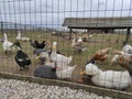 poultry behind bars: chickens, ducks and geese Royalty Free Stock Photo