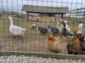 poultry behind bars: chickens, ducks and geese Royalty Free Stock Photo