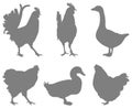 Poultry birds silhouette - domesticated birds