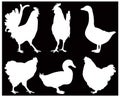 Poultry birds silhouette - domesticated birds