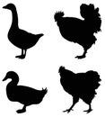 Poultry birds silhouette - domesticated birds