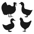 Poultry black silhouette set. Domestic fowls icons