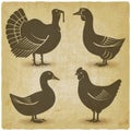 Poultry black silhouette set Domestic fowls icons vintage background