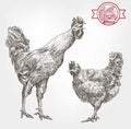 Poultry breeding sketches