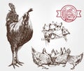 Poultry breeding