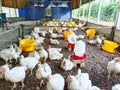 Poultry broiler farm business with group of white chickens in parent stock modern housing farm.