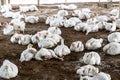 Poultry broiler farm business with group of white chickens in rural housing farm. Selective focus overweight chicken panting in