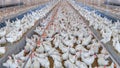 Poultry broiler in housing farm business Royalty Free Stock Photo