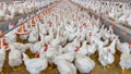 Poultry broiler in housing farm business Royalty Free Stock Photo