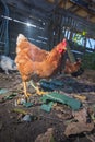 Poultry - Brown Layer hens free range Royalty Free Stock Photo