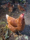 Poultry - Brown Layer hens free range Royalty Free Stock Photo