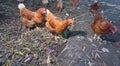 Poultry - Brown Layer hens free range Royalty Free Stock Photo