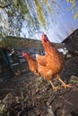 Poultry - Brown Layer hens free range Royalty Free Stock Photo