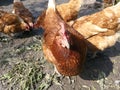 animals,birds,chicken,livestock,poultry,farm,feather,agriculture,rural,red,brown,food,female,pasture,meat,coop